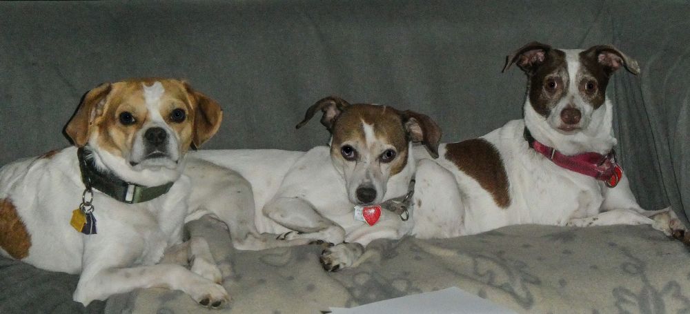 three dogs of uncertain heritage