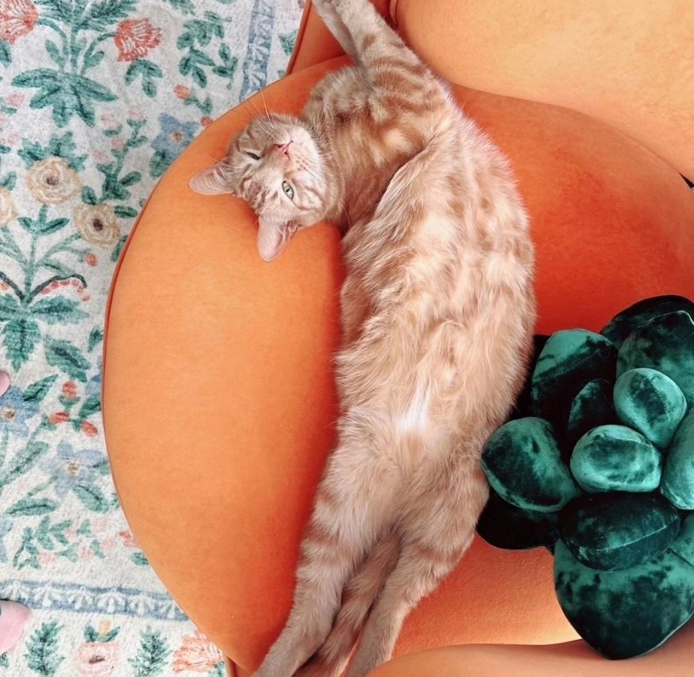 orange cat stretched out long on an orange chair near a succulent pillow and a colorful floral rug