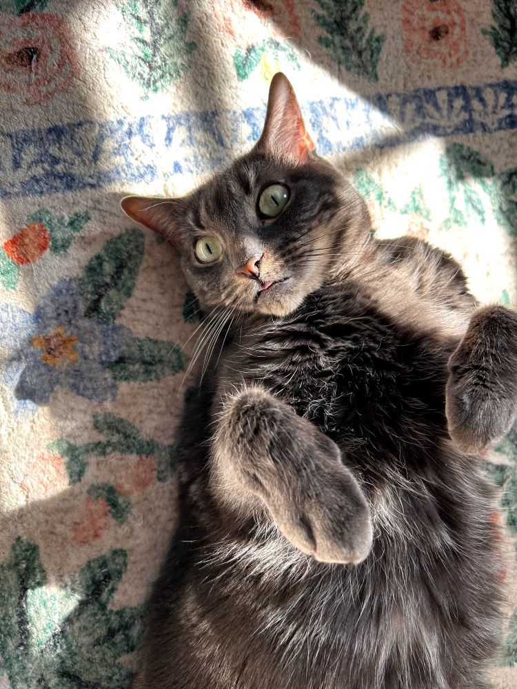 grey cat on a colorful rug paws up in the air with a small blep in the sunrays