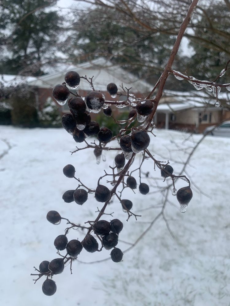 Snow and ice covering Crepe Myrtle seeds