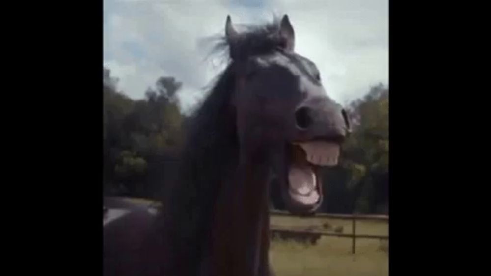 a black horse is standing in a field with its mouth wide open .