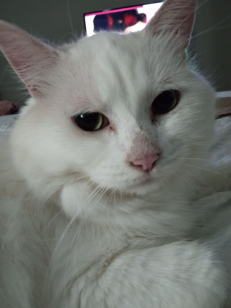 Close up of the face of a white cat with a pink nose and ears.