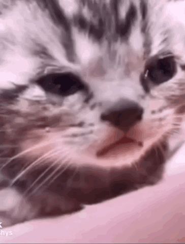 a close up of a cat 's face with its mouth open and looking at the camera .