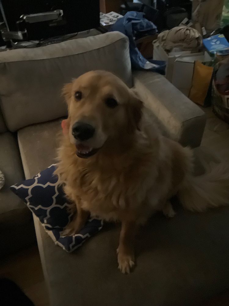 dorg