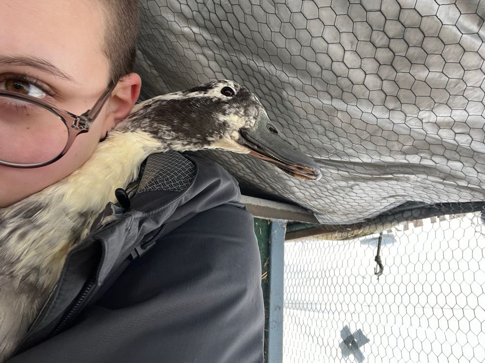 Person holding a gray and white colored (Blue Swedish) duck with a blueish-gray colored bill. The duck has white feathers around her eyes and is named Peaches.