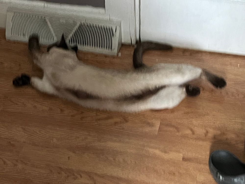 A siamese cat stretched out on the floor. The brown line going across her whole underside (the long way) is visible.