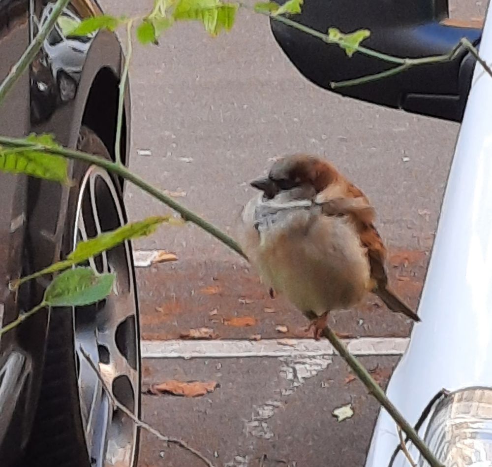 Ein Haussperling,Spatz, sitzt auf einer Ranke zwischen 2 geparkten Autos. 

Ende der Bildbeschreibung, es folgen Aufzählungen vom Wort Spatz in verschiedenen Sprachen und Hashtags. 















passerdomesticus, Passer domesticus, #passerdomesticus Varpunen, Varpusta, Gorriones, Haussperling, Haussperlinge, Wróbel, Wróbla, Sparrow, Sparrows, Spuggy, Spuggies, Housesparrow, 
Housesparrows, Gebäudebrüter Spatz, Spatzen, Moineau domestique,  #Moineaudomestique  врабче, Домашно врабче, huismussen, huismus, Pardal, gråspurv, 
AmbassadorOfUrbanNature
BotschafterDerStadtnatur BNatSchG 
VogelDesJahres Strauchdiebe  🪶
#Sparrowglow #glow Flausch 
#StopHedgeClearing
#SchönesGegenDoofes 
