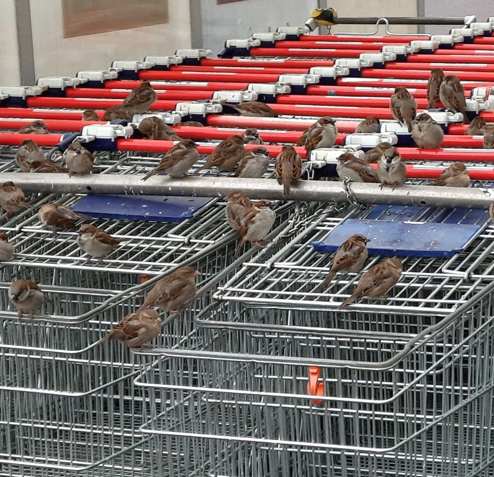 Viele Spatzen sitzen auf Einkaufswagen in einem Supermarktbereich.

#Gebäudebrüter Spatz Spatzen
passerdomesticus, Varpunen, Gorriones, Haussperling, Wróbel, Sparrow Sparrows,
Gebäudebrüter #Spatz #Spatzen 
AmbassadorOfUrbanNature
BotschafterDerStadtnatur 
VogelDesJahres Strauchdiebe 
WorldSparrowDay 🪶
WeltSpatzentag #Sparrow glow 
#StopHedgeClearing 