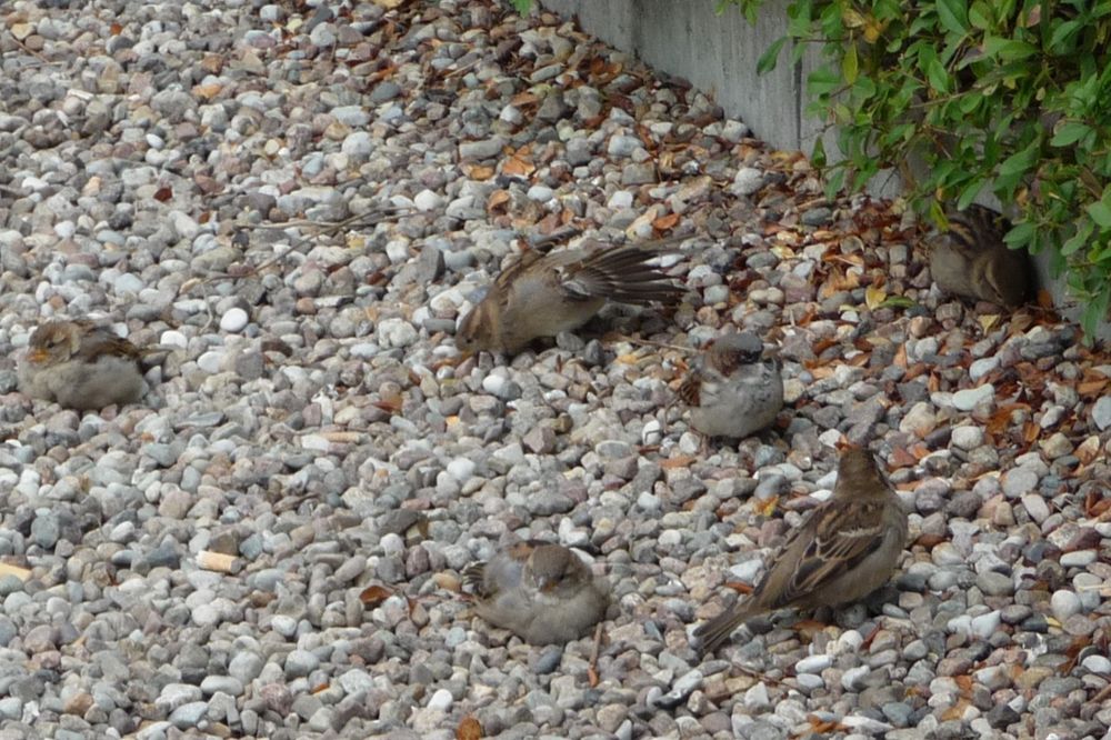 Das Bild zeigt eine Gruppe von Haussperlingen, Passer domesticus, die auf einem kiesbedeckten Boden sitzen. Einige haben das Gefieder aufgeplustert. Ein Spatz in der Mitte hat ein Flügelpaar angehoben. Ein einzelner, etwas zerzaust wirkender Jungvogel sitzt links im Bild. Rechts im Bild sitzt einer der Spatzen, teilweise im Buschwerk verborgen. Daneben ist eine Art Bordstein zu erkennen, darüber das grüne Blattwerk einer Hecke. Ende der Bildbeschreibung, es folgen Aufzählungen vom Wort Spatz in verschiedenen Sprachen und Hashtags. 













































passerdomesticus, Passer domesticus, #passerdomesticus Varpunen, Varpusta, Gorriones, Haussperling, #Haussperling 
Haussperlinge, #Haussperlinge, Wróbel, Wróbla, Sparrow, Sparrows, Spuggy, Spuggies, Housesparrow, #Housesparrow , #Housesparrows 
Housesparrows, Gebäudebrüter, Spatz,
#Spatz Spatzen, #Spatzen #Passerotto
Moineau domestique, Passerotto #Moineaudomestique  врабче, Домашно врабче, huismussen, huismus, huismusjes, Pardal, gråspurv, 
AmbassadorOfUrbanNature
#AmbassadorOfUrbanNature
BotschafterDerStadtnatur 
#BotschafterDerStadtnatur
BNatSchG #BNatSchG
VogelDesJahres #VogelDesJahres
Vogel der Woche #weeSparrow 
#Strauchdiebe Strauchdiebe   🪶
#Sparrowglow #glow Flausch 
#StopHedgeClearing #birds 
#SchönesGegenDoofes 
#JederMeterHeckeFehlt 
#BirdOfTheDay 
#BirdOfTheWeek 