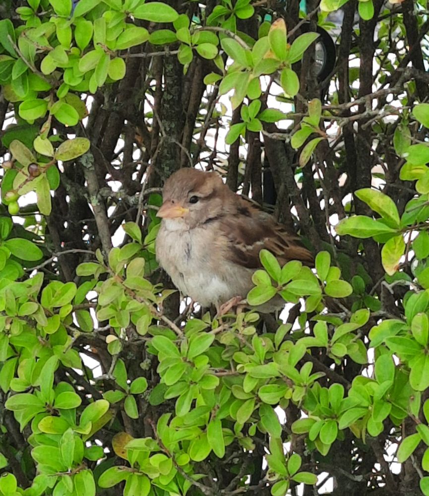 Weibliches, flauschiges Spatzenküken sitzt in einem Busch.

Ende der Bildbeschreibung, es folgen Aufzählungen vom Wort Spatz in verschiedenen Sprachen und Hashtags. 
















passerdomesticus, Passer domesticus, #passerdomesticus Varpunen, Varpusta, Gorriones, Haussperling, Haussperlinge, Wróbel, Wróbla, Sparrow, Sparrows, Spuggy, Spuggies, Housesparrow, 
Housesparrows, Gebäudebrüter Spatz, Spatzen, Moineau domestique,  #Moineaudomestique  врабче, Домашно врабче, huismussen, huismus, Pardal, gråspurv, 
AmbassadorOfUrbanNature
BotschafterDerStadtnatur BNatSchG 
VogelDesJahres Strauchdiebe  🪶
#Sparrowglow #glow Flausch 
#StopHedgeClearing
#SchönesGegenDoofes  