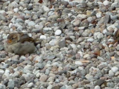 Spatzen Küken auf Kieselsteinen.

Ende der Bildbeschreibung, es folgen Aufzählungen vom Wort Spatz in verschiedenen Sprachen und Hashtags. 







































passerdomesticus, Passer domesticus, #passerdomesticus Varpunen, Varpusta, Gorriones, Haussperling, #Haussperling 
Haussperlinge, #Haussperlinge, Wróbel, Wróbla, Sparrow, Sparrows, Spuggy, Spuggies, Housesparrow,  #Housesparrow , #Housesparrows 
Housesparrows, Gebäudebrüter, Spatz,
#Spatz Spatzen, #Spatzen #Passerotto
Moineau domestique, Passerotto #Moineaudomestique  врабче, Домашно врабче, huismussen, huismus, huismusjes, Pardal, gråspurv, 
AmbassadorOfUrbanNature
#AmbassadorOfUrbanNature
BotschafterDerStadtnatur 
#BotschafterDerStadtnatur
BNatSchG #BNatSchG
VogelDesJahres #VogelDesJahres
Vogel der Woche #weeSparrow 
#Strauchdiebe Strauchdiebe   🪶
#Sparrowglow #glow Flausch 
#StopHedgeClearing #birds 
#SchönesGegenDoofes 
#JederMeterHeckeFehlt 
#BirdOfTheDay 
#BirdOfTheWeek 