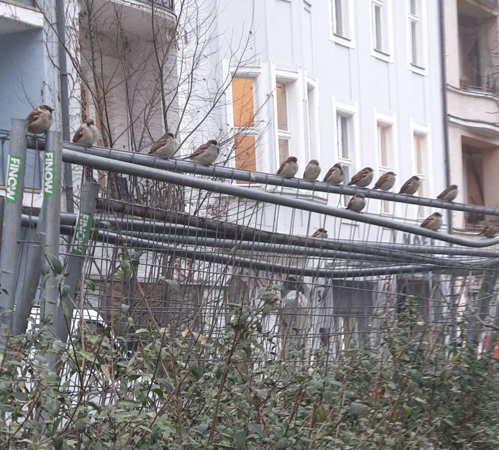 Im Vordergrund des Bildes sitzen zahlreiche Spatzen auf einem Metall-Bauzaun. Die Vögel sind in einer Reihe angeordnet. Im unteren Bereich sind Zweige und grüne Blätter zu sehen. Im Hintergrund befinden sich Wohnhäuser mit hellen Fassaden,mehreren Fenstern und Balkonen.

Ende der Bildbeschreibung, es folgen Aufzählungen vom Wort Spatz in verschiedenen Sprachen und Hashtags.





passerdomesticus, Passer domesticus, Varpunen, Varpusta, Gorriones, Haussperling, Haussperlinge, Wróbel, Wróbla, Sparrow Sparrows, Spuggy, Spuggie, Housesparrow, Housesparrows, Gebäudebrüter Spatz, Spatzen, Moineau domestique,
AmbassadorOfUrbanNature
BotschafterDerStadtnatur BNatSchG 
VogelDesJahres Strauchdiebe  🪶
#Sparrowglow #sparrowglow Flausch 
#StopHedgeClearing 
