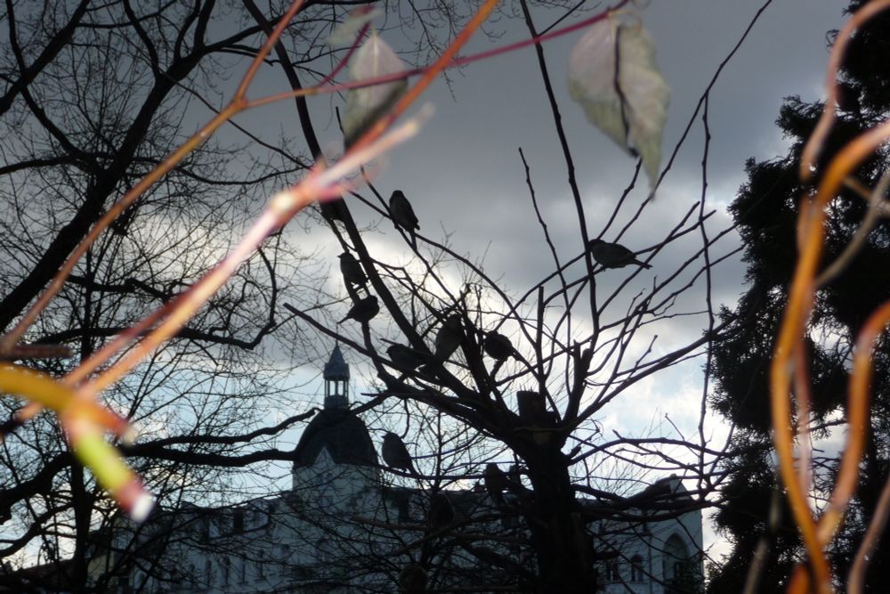 Mehrere kleine Vögel, hier Spatzen, sitzen in den kahlen Ästen eines Baumes im Vordergrund. Einige unscharfe Zweige und einzelne Blätter ragen nah an der Kamera vorbei. Links und rechts im Bild sind Zweige durch den Kamera-Blitz hell erleuchtet. Im Hintergrund steht ein großes, helles Wohngebäude mit Turm und dunkler Kuppel. Der Himmel ist bewölkt und wirkt dunkel, außer der linke Teil vom Horizont, der sich noch im Himmelblau zeigt. Die Szene ist insgesamt kontrastreich und zeigt die Lichterstimmung bei fortgeschrittenem Sonnenuntergang. Ende der Bildbeschreibung, es folgen Aufzählungen vom Wort Spatz in verschiedenen Sprachen und Hashtags. 

















































passerdomesticus, Passer domesticus, #passerdomesticus Varpunen, Varpusta, Gorriones, Haussperling, #Haussperling 
Haussperlinge, #Haussperlinge, Wróbel, Wróbla, Wroble,  Wróble , Sparrow, Sparrows, Spuggy, Spuggies, Housesparrow,  #Housesparrow , #Housesparrows , House sparrow
Housesparrows, Gebäudebrüter, Spatz,
#Spatz Spatzen, #Spatzen #Passerotto
Moineau domestique, vrabac, Spoggies, 
moineaux domestiques,  Passerotto, Gorripato  #Moineaudomestique  врабче, Домашно врабче, huismussen, huismus, huismusjes, Pardal, gråspurv, 
AmbassadorOfUrbanNature
#AmbassadorOfUrbanNature
BotschafterDerStadtnatur 
#BotschafterDerStadtnatur
BNatSchG #BNatSchG
VogelDesJahres #VogelDesJahres
Vogel der Woche #weeSparrow 
#Strauchdiebe Strauchdiebe   🪶
#Sparrowglow #glow Flausch 
#StopHedgeClearing #birds 
#SchönesGegenDoofes 
#JederMeterHeckeFehlt 
#BirdOfTheDay 
#BirdOfTheWeek 
