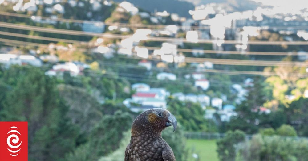 'Kākā-tastrophe': Department of Conservation urges Wellingtonians to check roofs for kākā