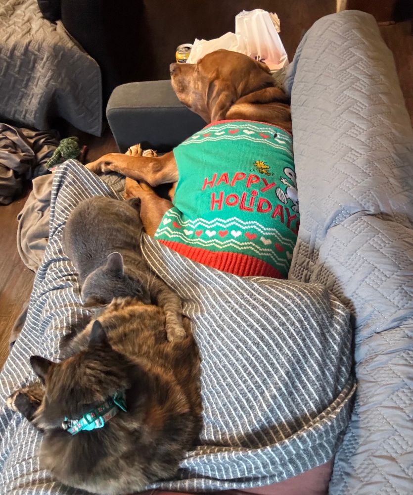 Two cats and a dog laying on top of me on the couch. The small gray Tabby cat is cuddling the larger Tortoie with his arm across her. She is wearing a festive green collar with a gingerbread man. The dog is wearing a snoopy sweater that says happy holidays. 