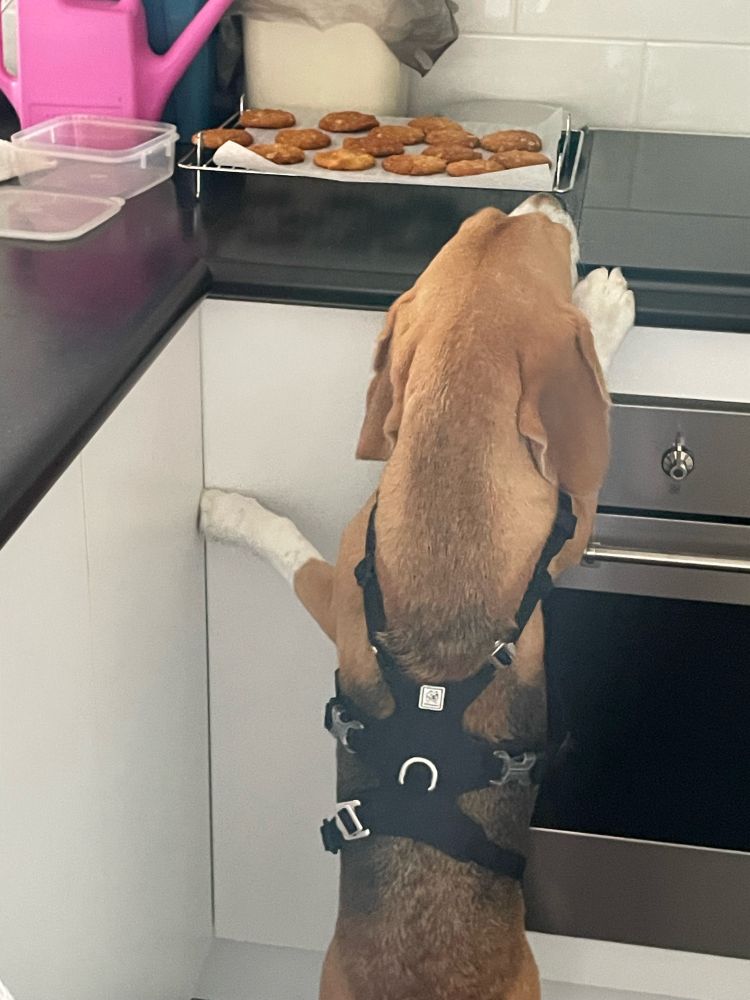 Henry, a tricolour beagle, is on tippy toes reaching for some freshly baked Anzac cookies on the kitchen counter.