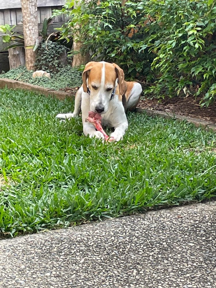 Audrey, a tricolour foxhound, is laying on a grassed area, holding a bone in her paws.