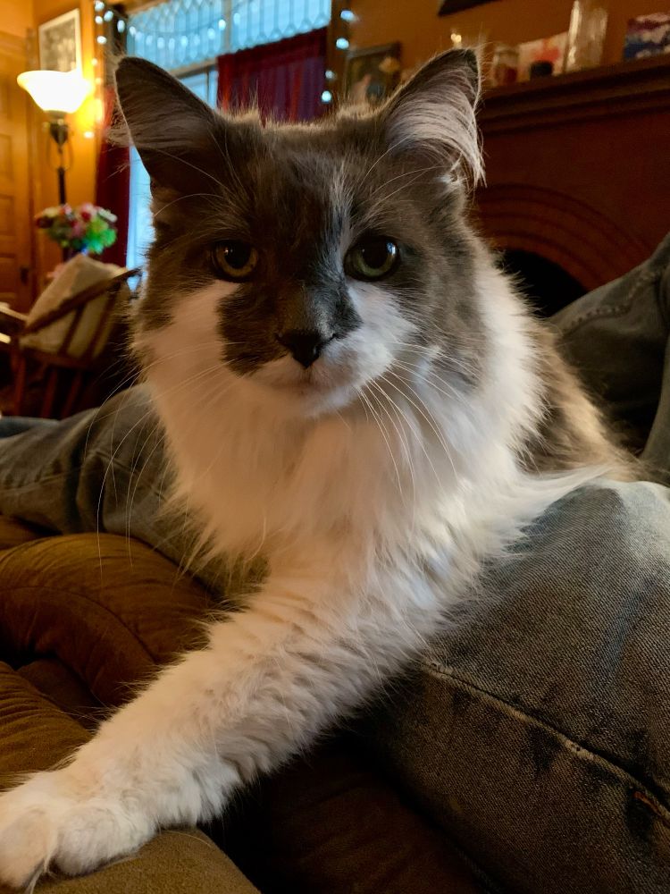 Grey and white forest cat mix with one leg extended forward 