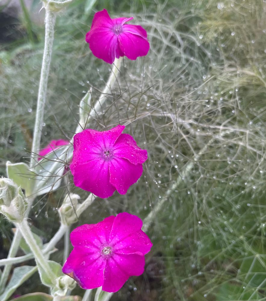 3 bright magenta flowers, open and flat with 4 petals each and a small center that is white or dark. Foliage is pale sage green and fuzzy. In the background is the spindly foliage of bronze fennel which looks like dill but the color appears silvery gray in this photo. Small droplets of water adorn the filigree.