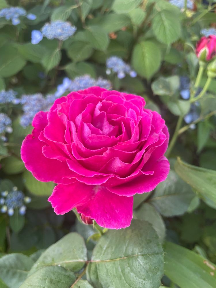 Queen of the night rose, magenta with many petals but in person is much more purple. Green foliage in the background with a blurry, blue lace cupped hydrangea above.