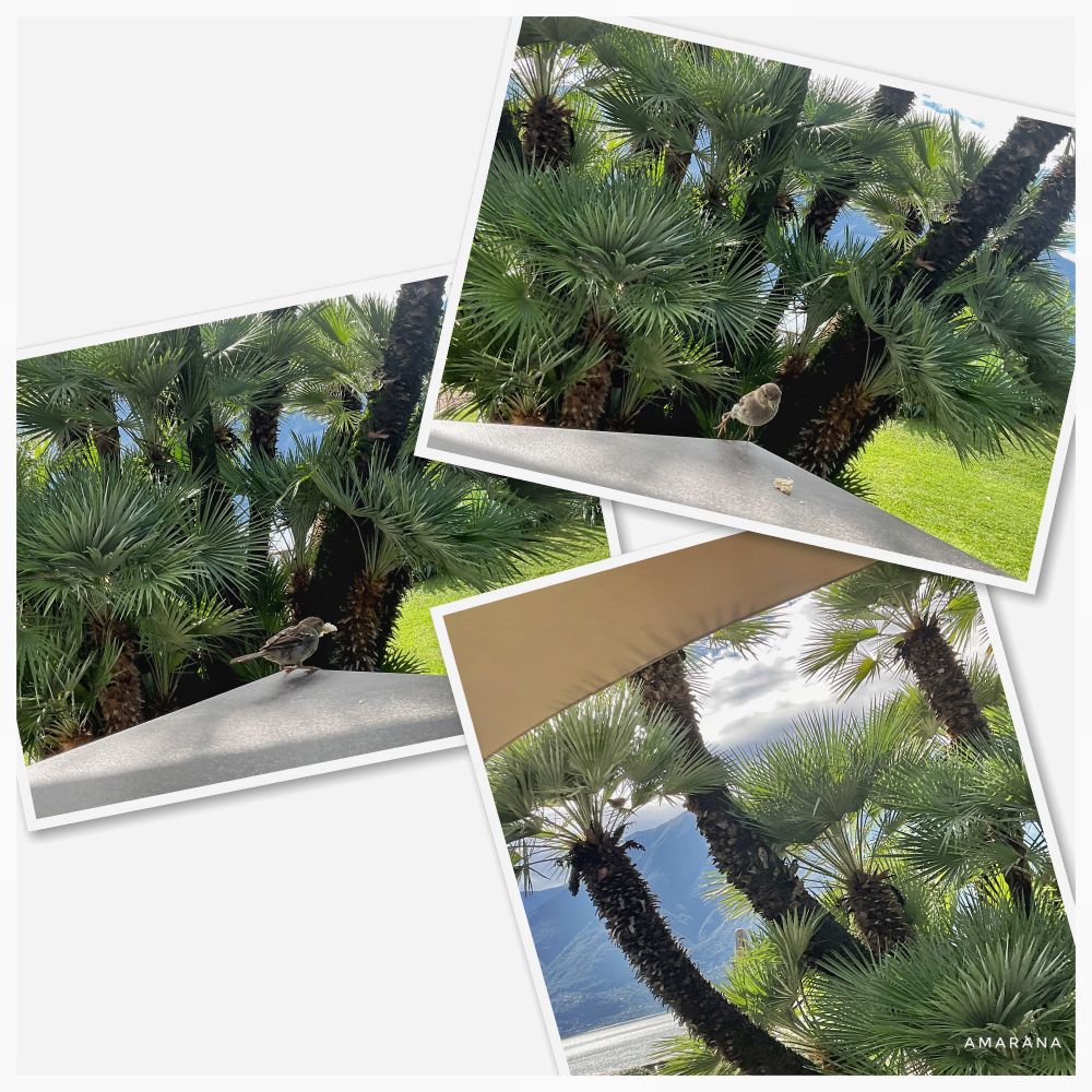 Ein SpTz der sich einen Krümel schnappt und mehrere Spatzen, die in der Palme lauern