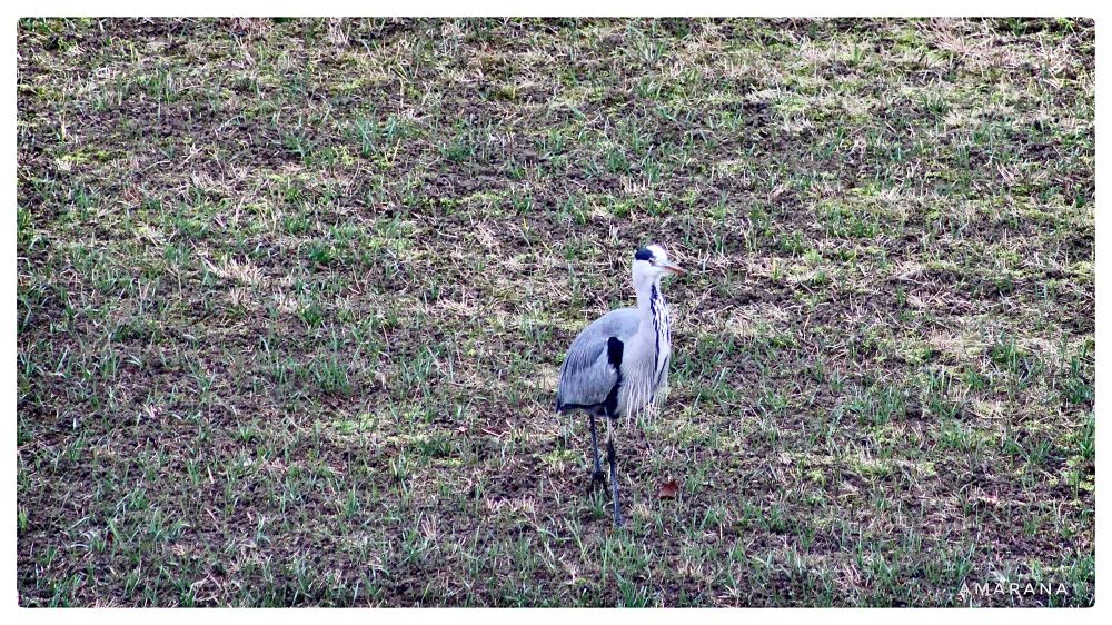 Ein Graureiher auf dem Feld