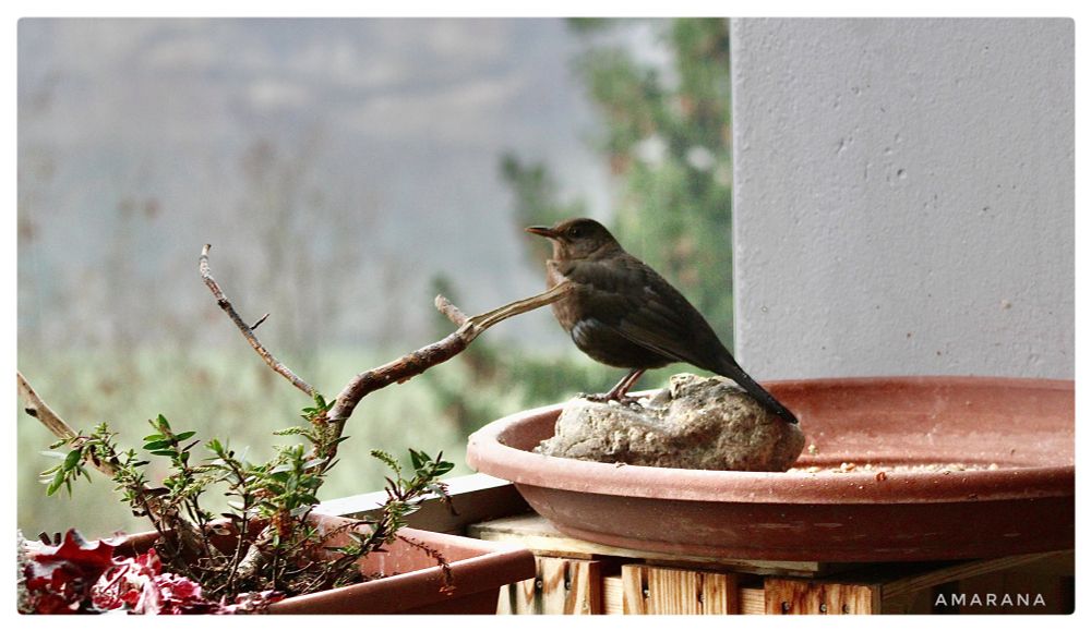 Eine weibliche Amsel sitzt an der Futterstelle und ein Flügel ist bisschen abgespreizt, als würde sie auf etwas zeigen