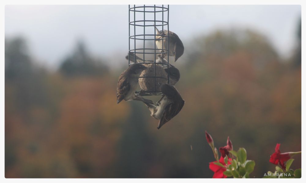 Spatzen an der Futterstelle 