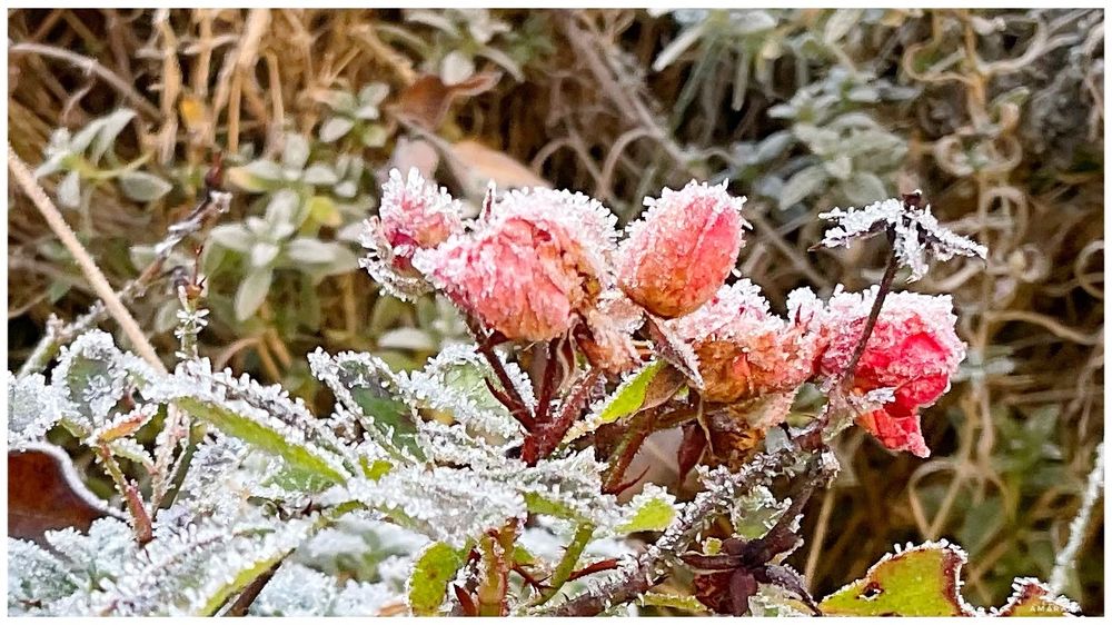 Kleine Rosenknospen, die mit Raureif überzogen sind.