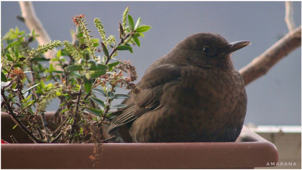 Eine weibliche Amsel sitzt im Blumenkasten neben der Futterstelle 