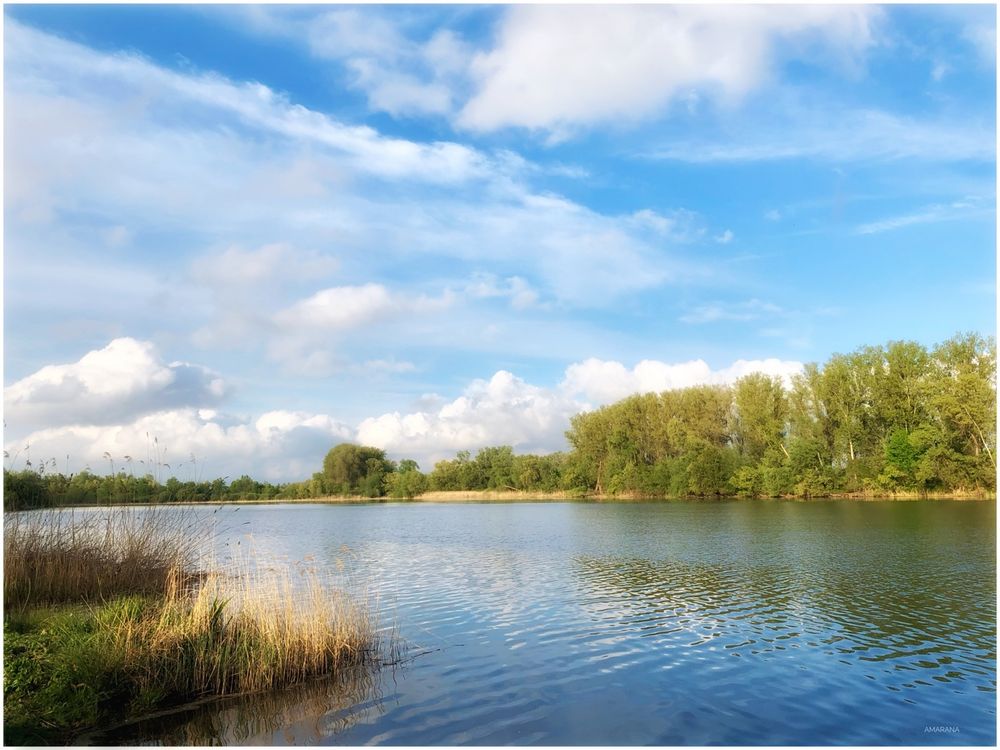Altrheinarm. Wasser, Bäume, blauer Himmel