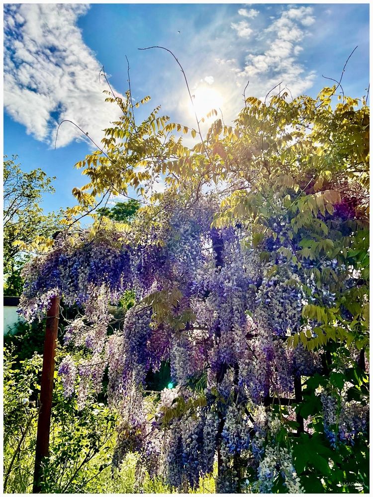 Eine Glyzinie (Blauregen) in voller Blüte)