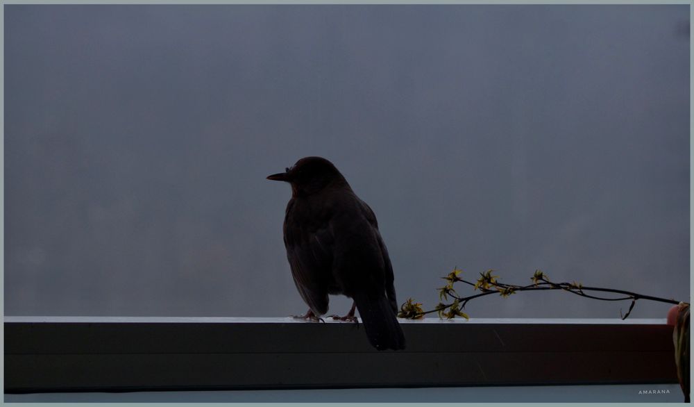 Eine Amsel sitzt auf der Balkonbrüstung und schaut in die „Nacht“