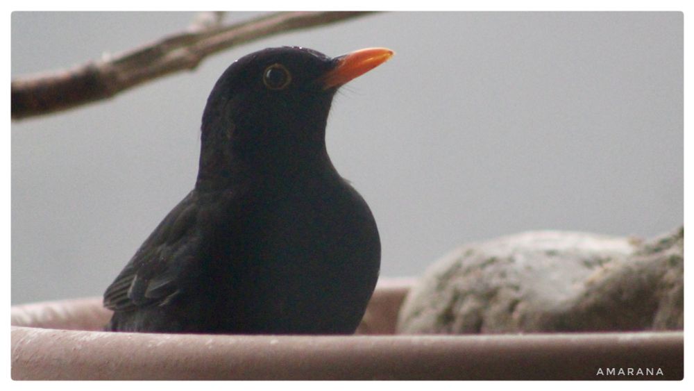 Eine männliche Amsel sitzt in der Futterstelle 
