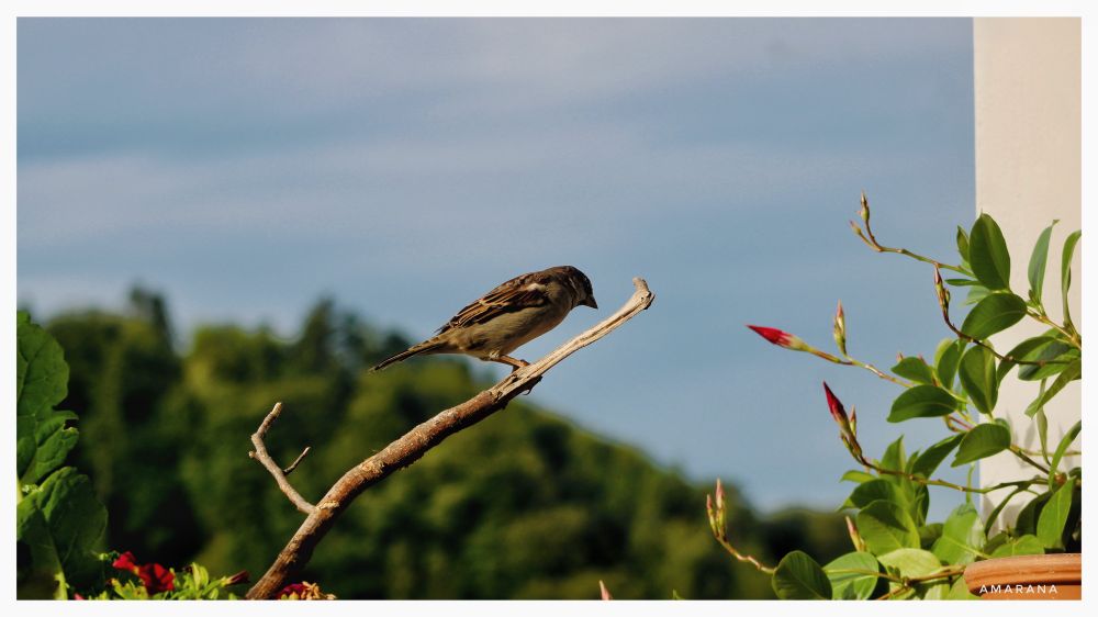 Ein Spatz an der Futterstelle 