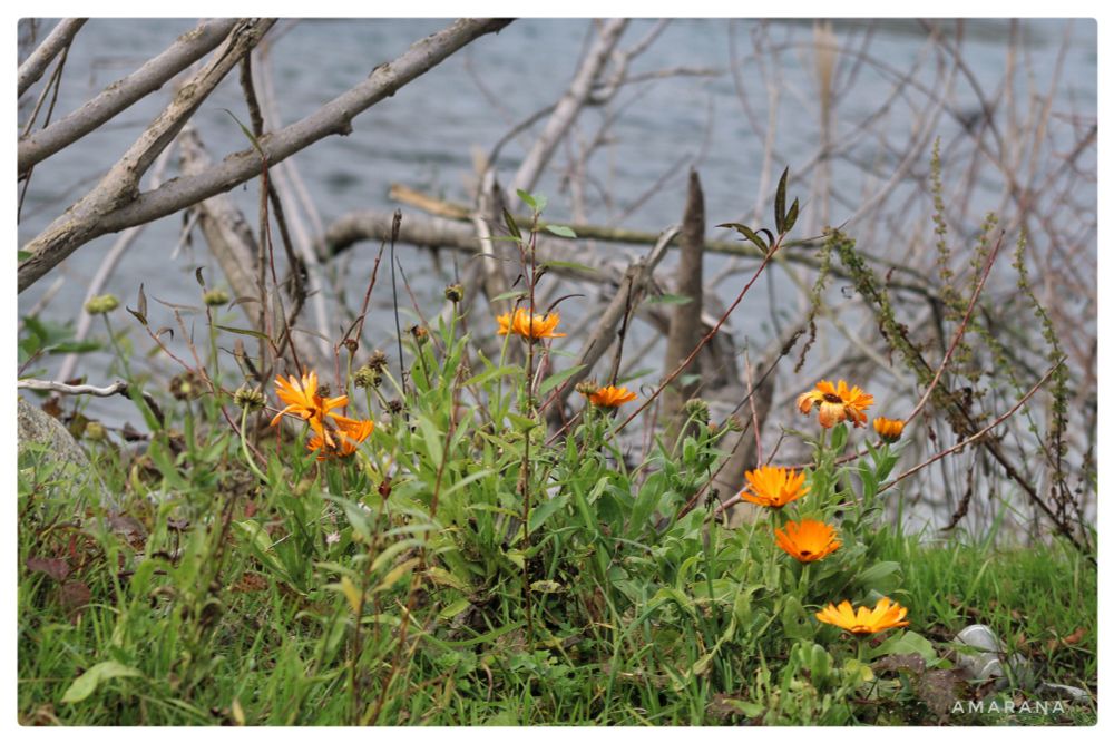 Ringelblumen am Wasser
