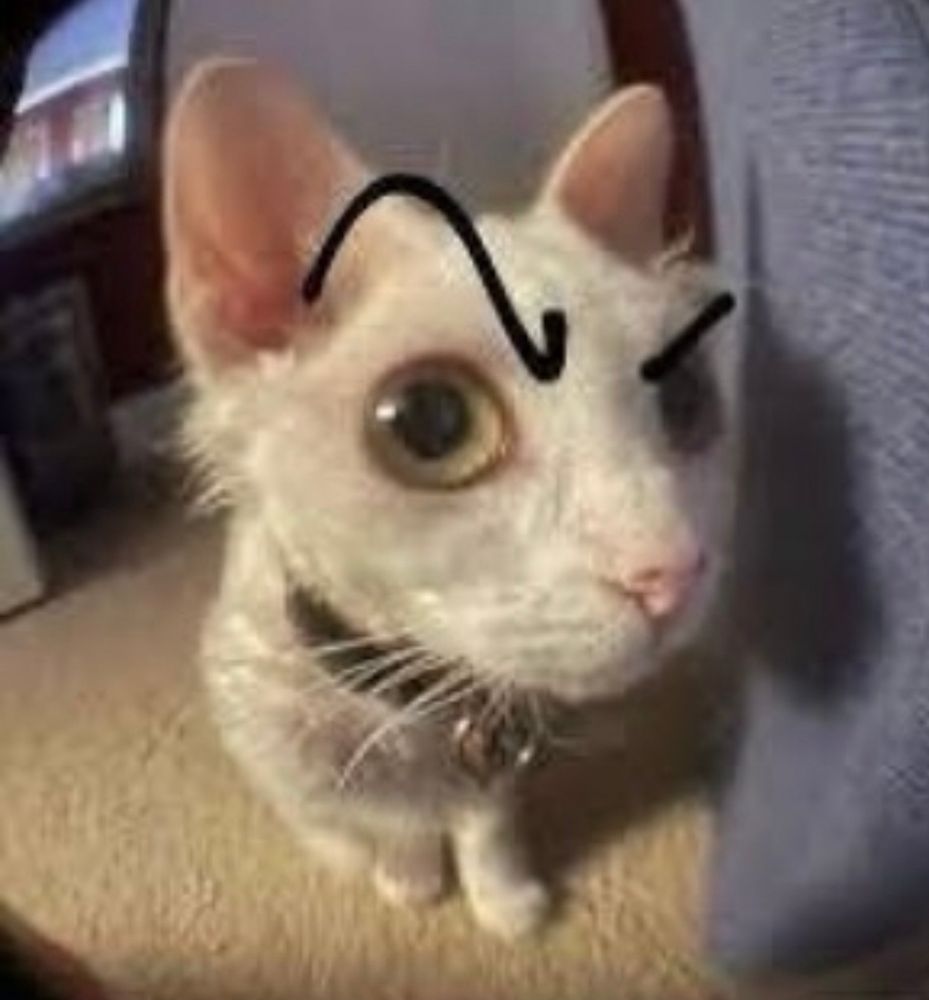 Cat with a raised eyebrow starting at you….intensely 