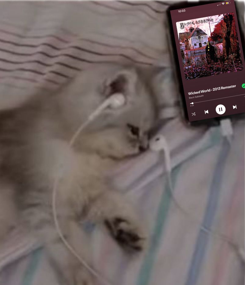 Mercy made edit of a cat listening to wicked world by sabbath 