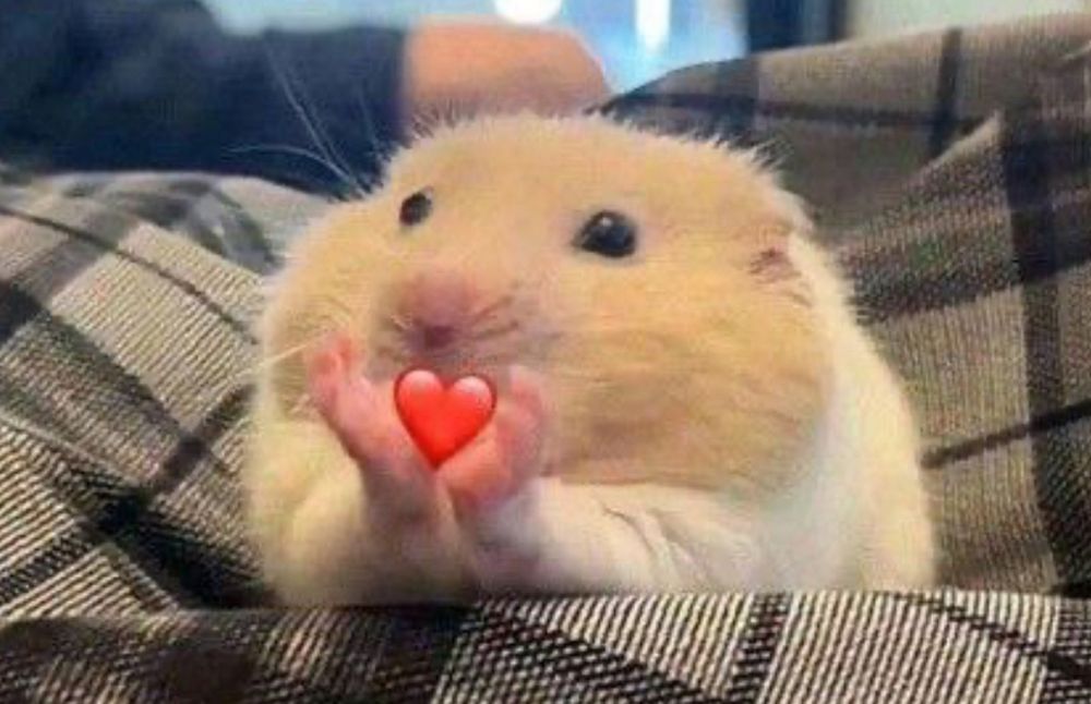 Hamster sending love