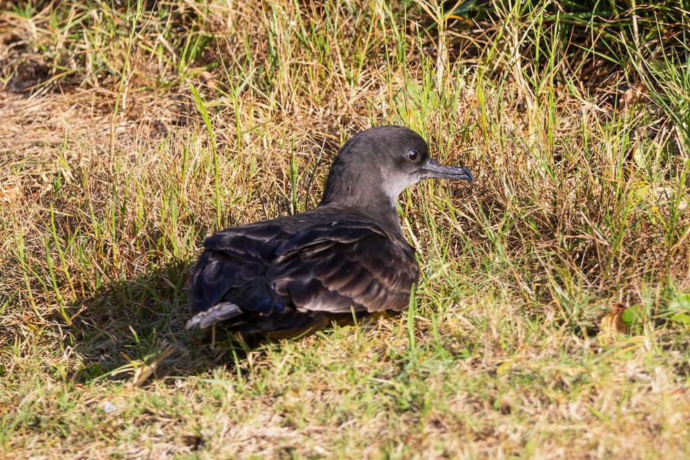 A photo of a Muttonbird (a Flesh-Footed Shearwater) swirling flopped on the ground behind the dunes by the lagoon at Lord Howe Island.