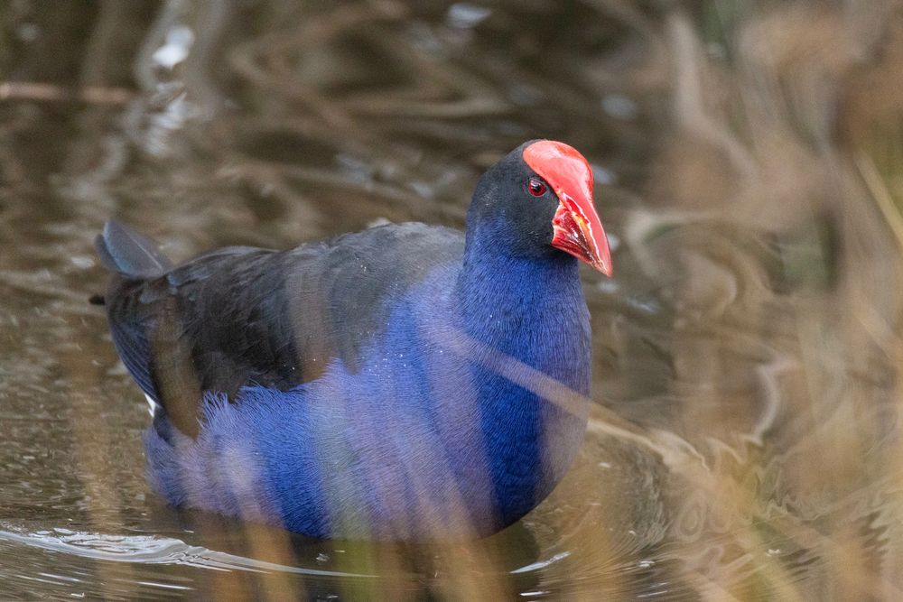 A photo of a Purple Swamphen - a waterbird that's quite common in Australia - wading in a pond.