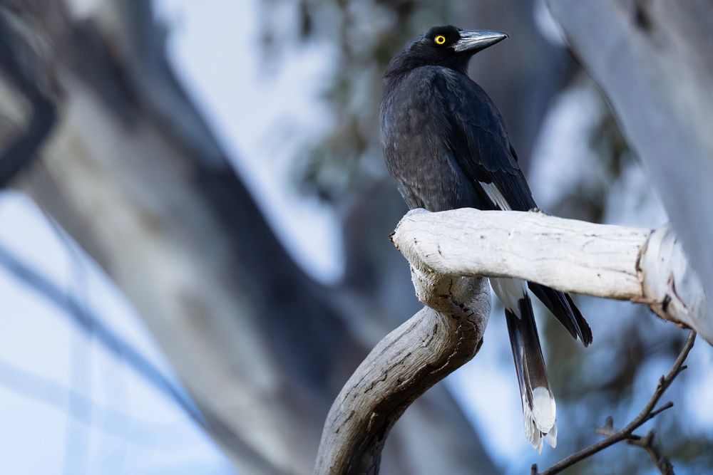A photo of a Currawong casting it's baleful yellow eye about from a tree branch.