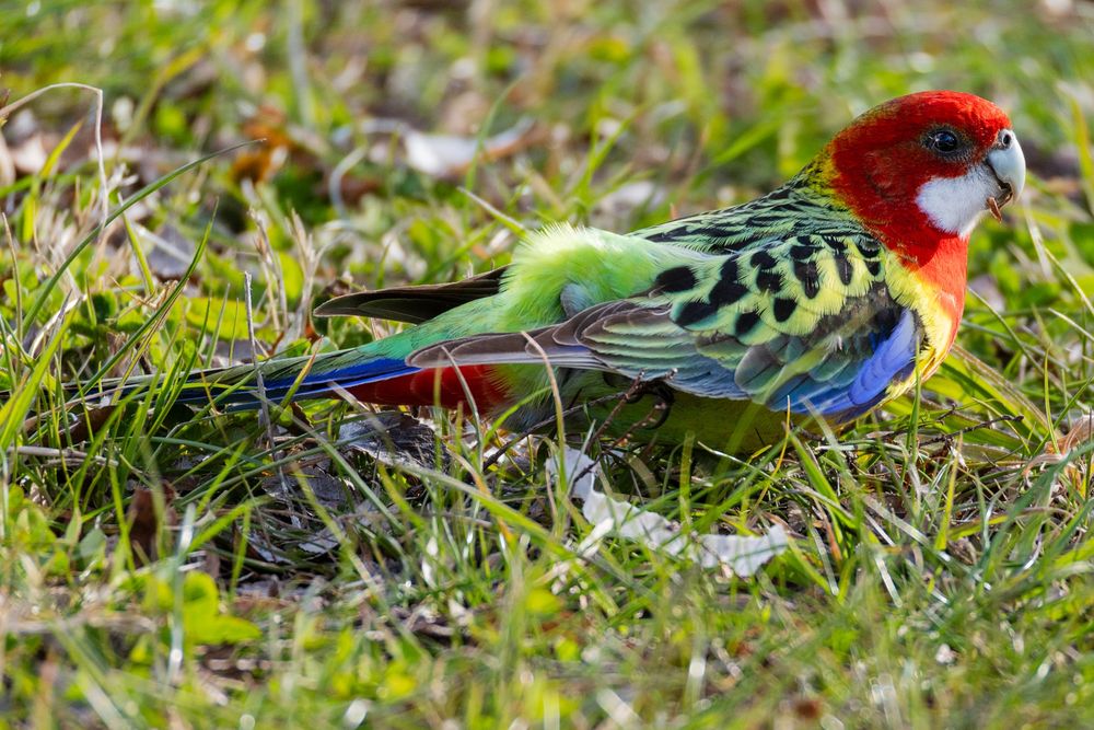 A photo of an Eastern Rosella (a colourful medium-sized Australian parrot) feeding in grass beside a road.