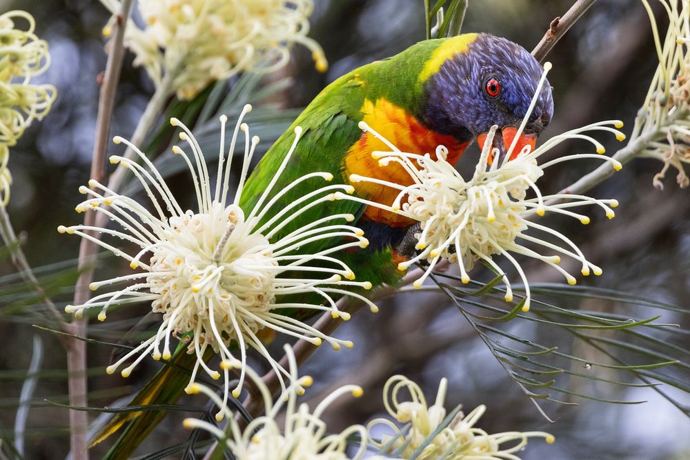 A Rainbow Lorikeet (a very colourful mid-sized parrot) feeding from yellow Grevillea flowers.