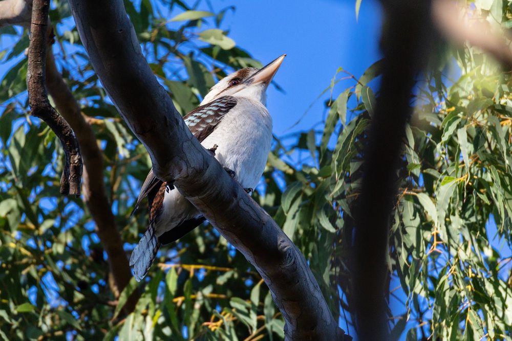 A photo of a Laughing Kookaburra sitting in a gum tree (I thought it would be bad manners to ask if the tree is old).