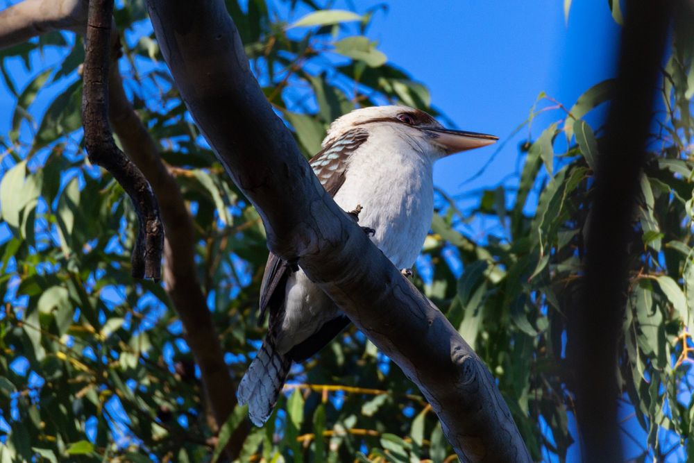 A photo of a Laughing Kookaburra sitting in a gum tree (I thought it would be bad manners to ask if the tree is old).