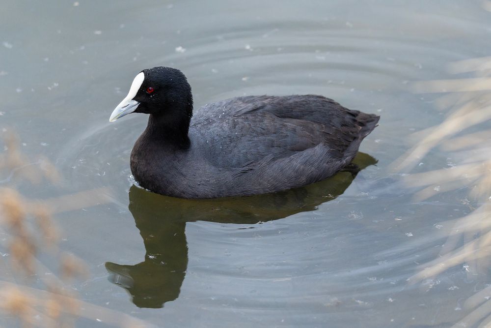 A photo of a Eurasian Coot - a waterbird that's quite common in Australia - swimming in a pond.