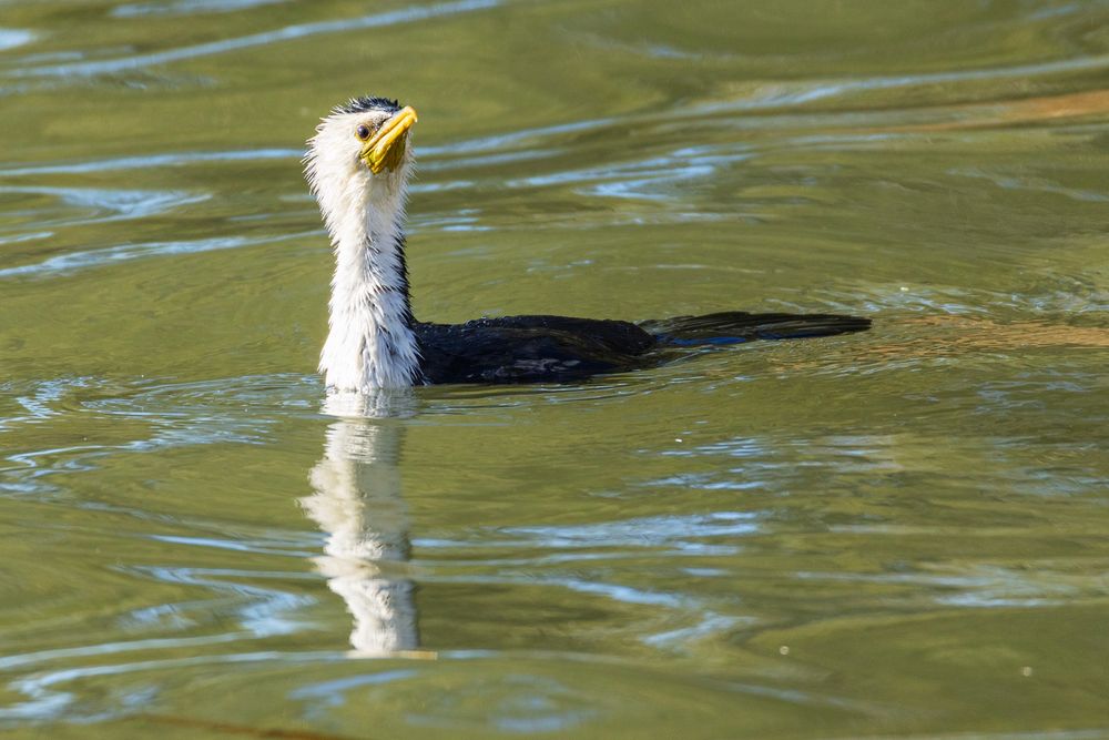 A photo of a Little Pied Cormorant, swimming in Gungahlin Pond.