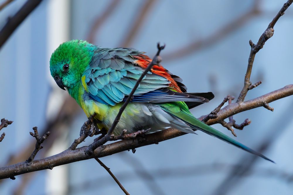 A photo of a male Red-Rumped Parrot (a colourful small-to-medium-sized Australian parrot) perched in a tree by the side of a road.