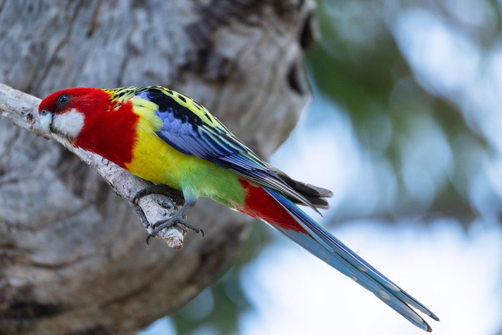 An Eastern Rosella (a colourful medium-sized Australian parrot) perched on a tree branch.